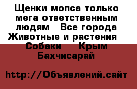 Щенки мопса только мега-ответственным людям - Все города Животные и растения » Собаки   . Крым,Бахчисарай